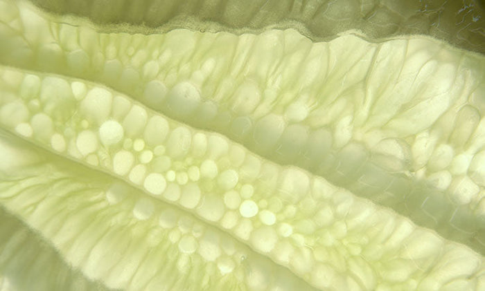 Close up of Lilac Stem Cell