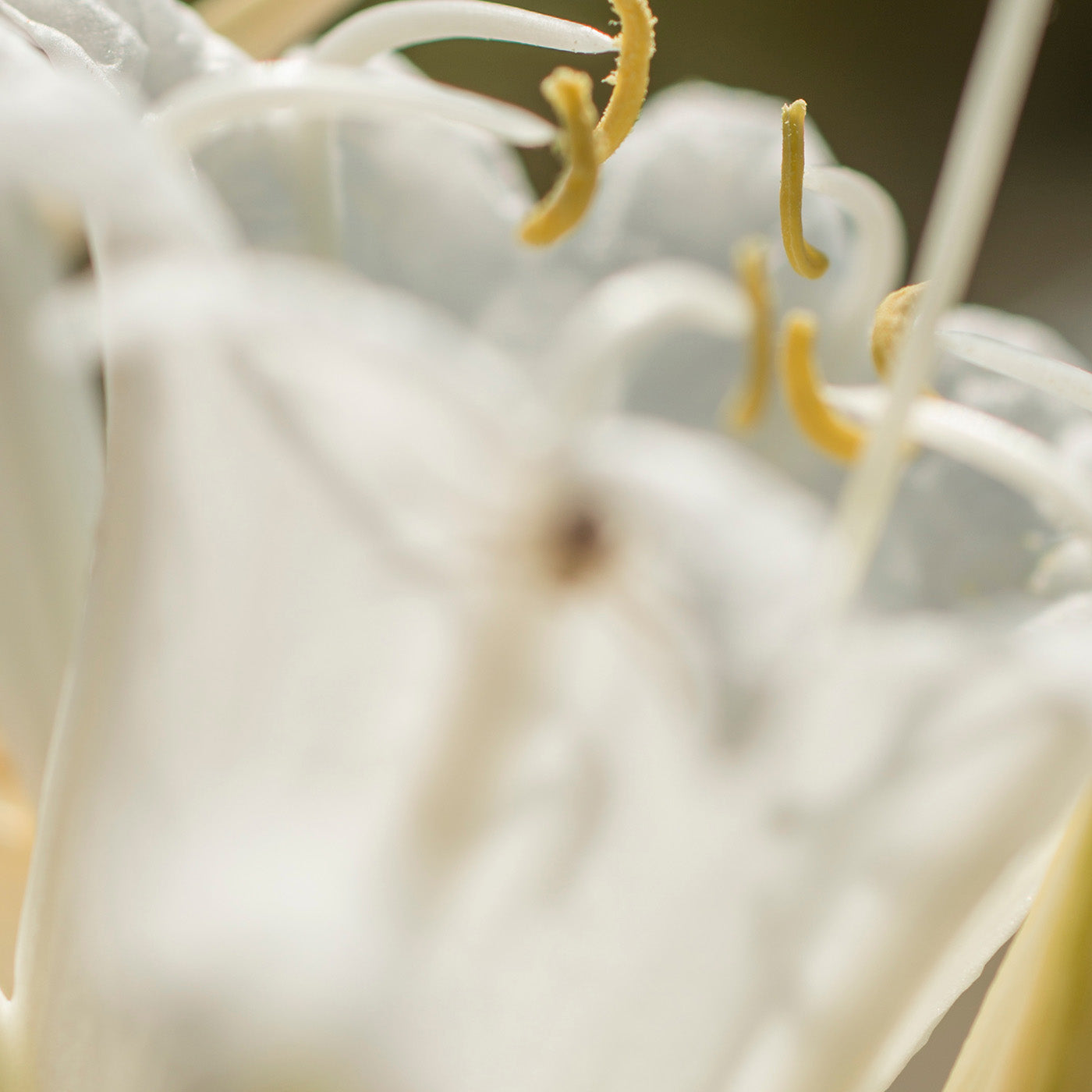 Olivia Quido Skincare Balancing Toner Key Ingredients Sea Daffodil