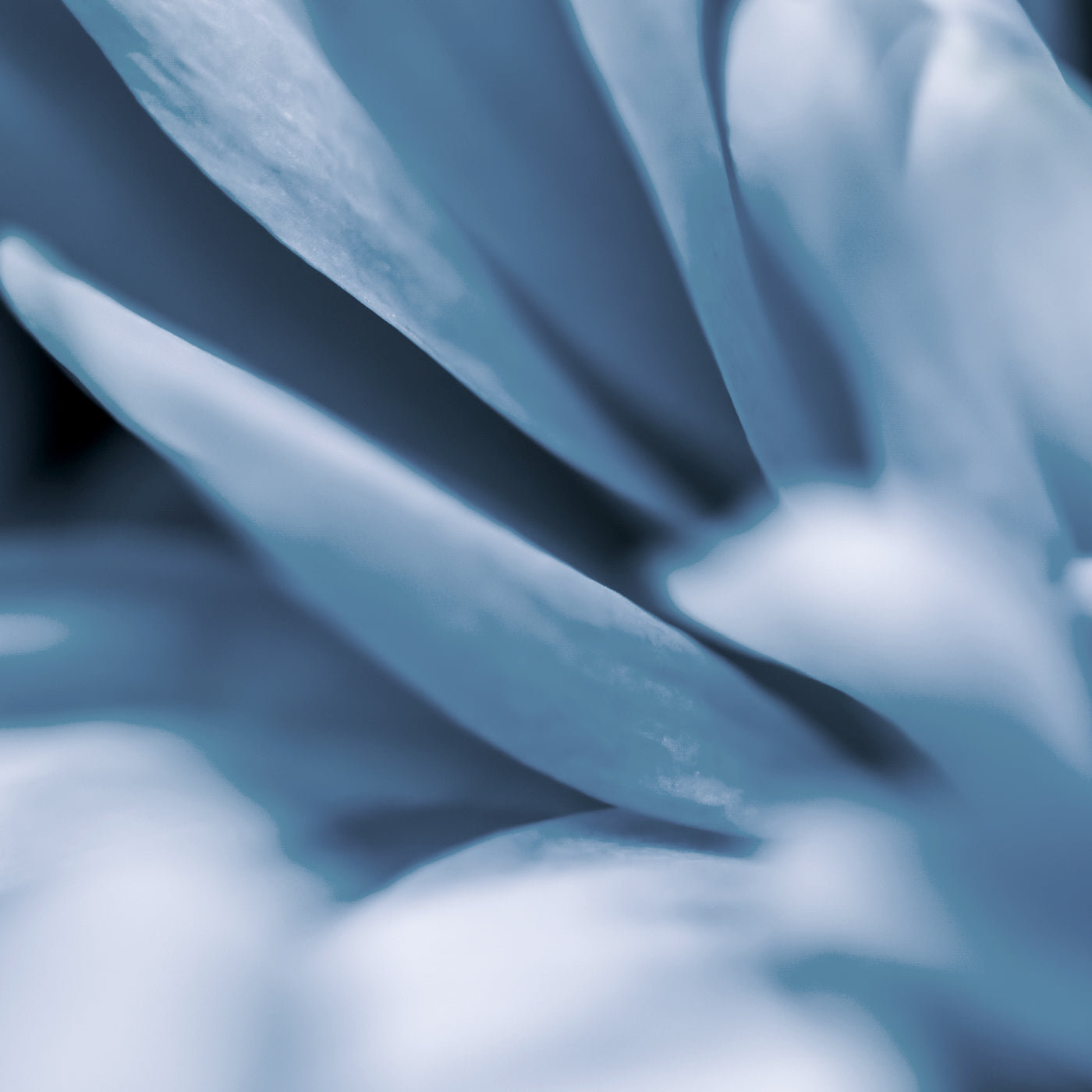Olivia Quido Skincare Blue Halo Glassy Mist Key Ingredients Guaiazulene Blue Botanicals