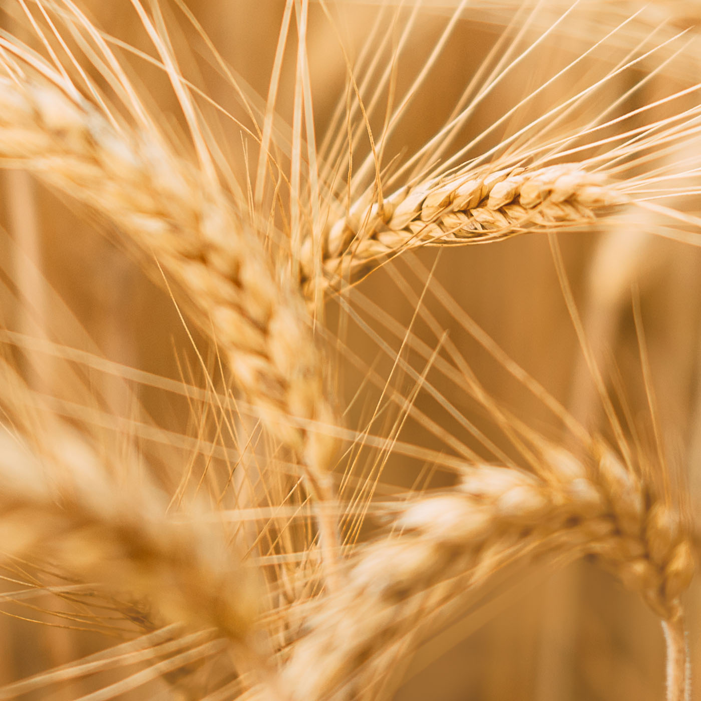Olivia Quido Skincare Healthy Hair Conditioner Key Ingredients Wheat Protein